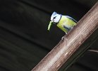 fauna